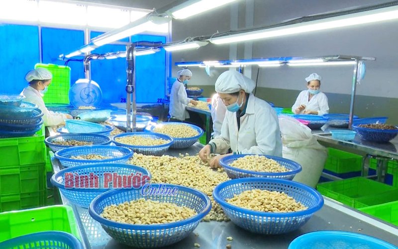 Thông qua đề tài khoa học cấp tỉnh về nghiên cứu chọn tạo giống điều