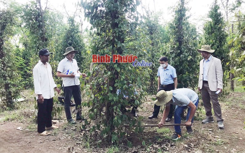 Ứng dụng chế phẩm sinh học phòng trừ bệnh trên cây tiêu