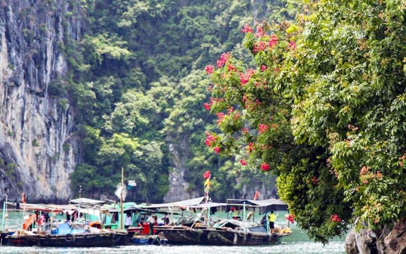 Bảo tồn, g&igrave;n giữ nguồn gen qu&yacute;: Nguy&ecirc;n liệu "v&agrave;ng" cho du lịch kh&aacute;m ph&aacute; Vịnh Hạ Long