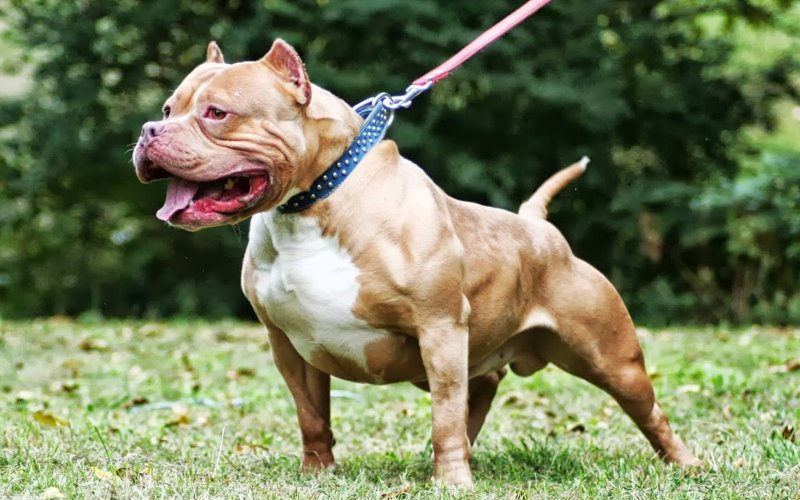 Bình Phước: Bé trai 8 tuổi bị chó Pitbull cắn tử vong