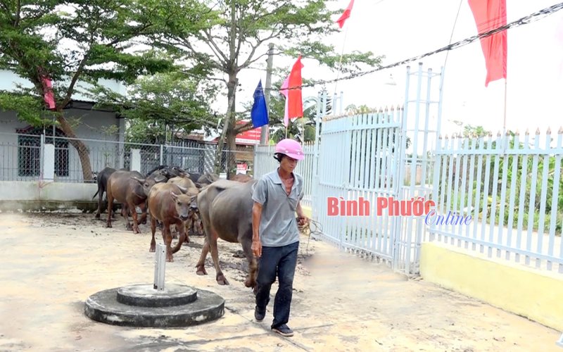 Bình Phước: Trao trả 8 con trâu bị dắt trộm cho gia chủ