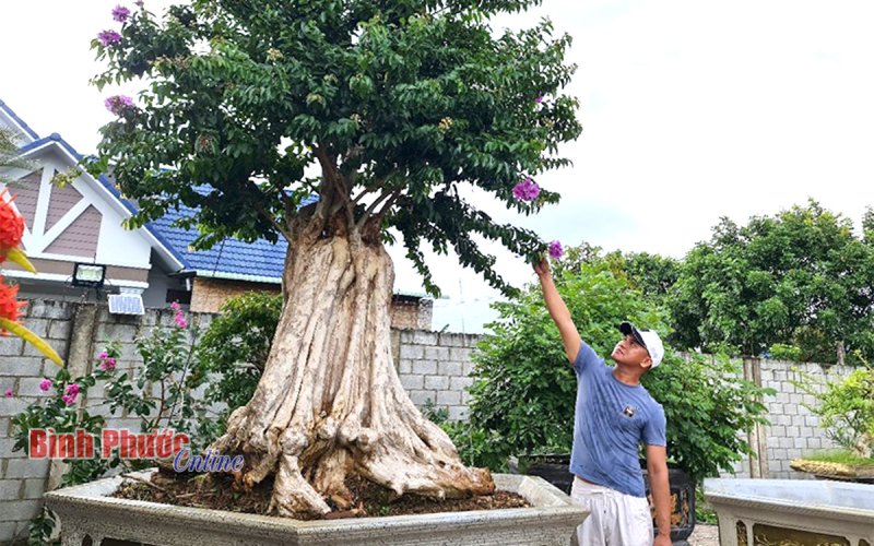 Hồi sinh những gốc bằng lăng