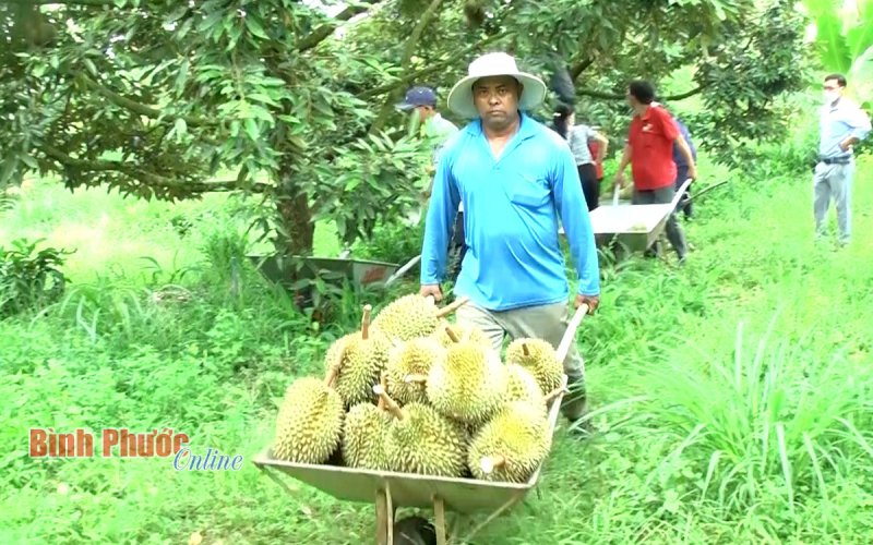 Lộc Khánh liên kết xây dựng thương hiệu sầu riêng
