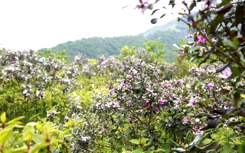 Ngắm hoa sim tr&ecirc;n đồi T&igrave;nh