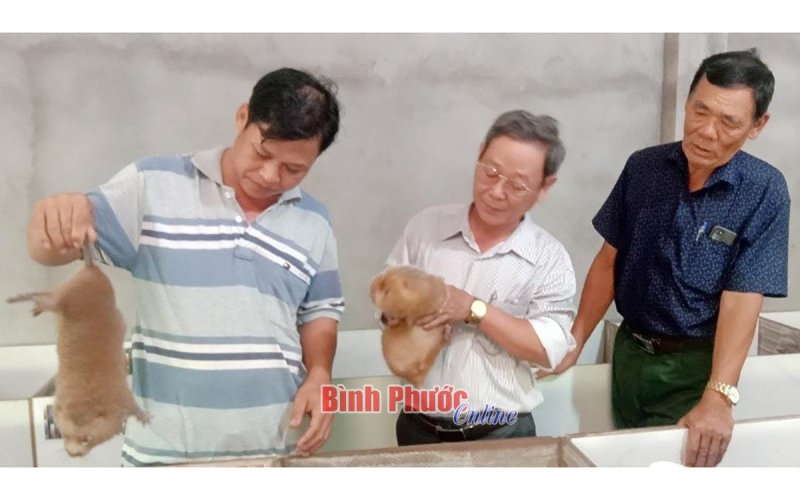 Thoát nghèo nhờ nuôi dúi