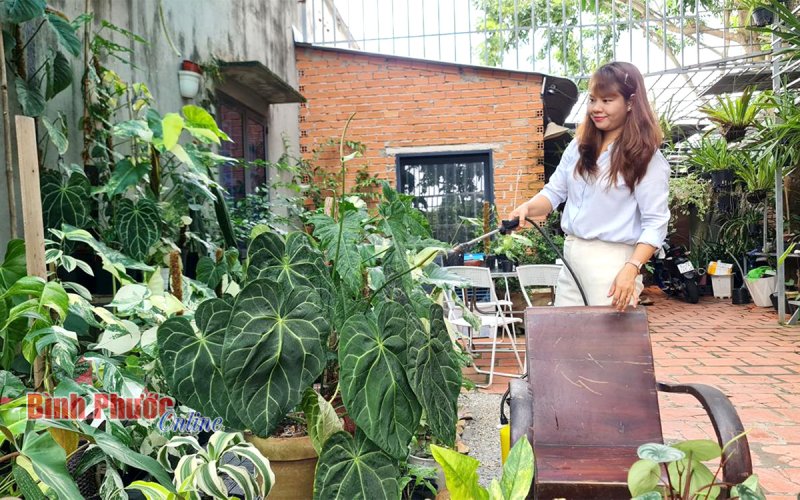 Thú chơi kiểng một lá