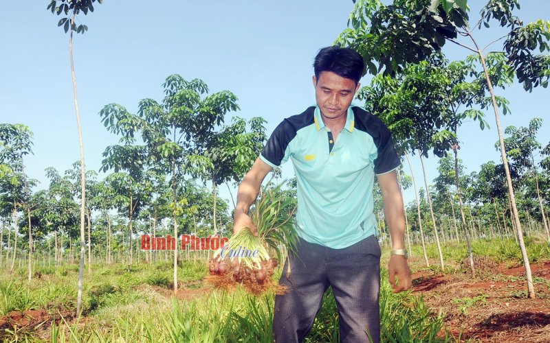 Triển vọng từ cây dược liệu