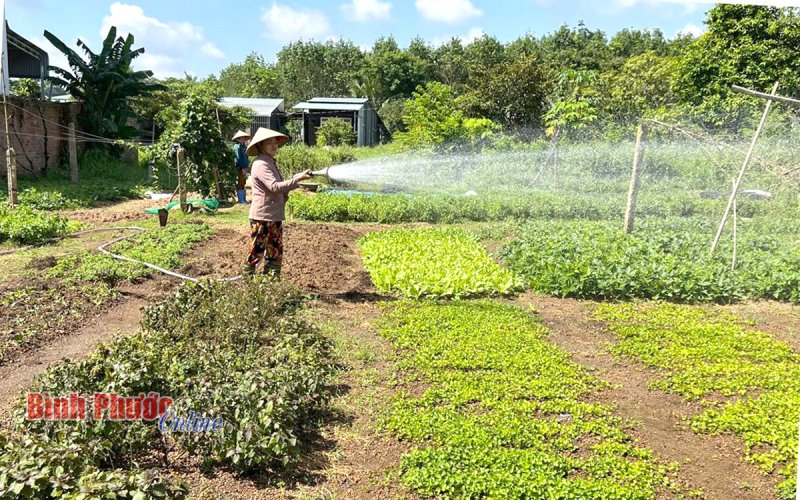 Trồng rau sạch - mô hình cũ nhưng thiết thực