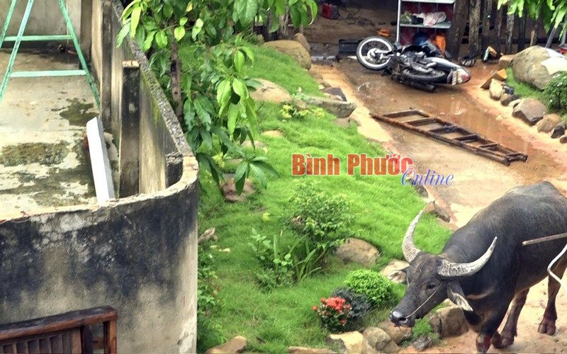 Bình Long: ‘Trâu điên’ sổng chuồng, húc nhiều người đi đường