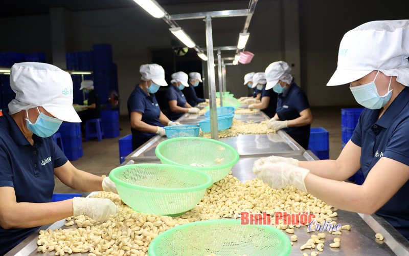 Bình Phước có 3 sản phẩm đạt OCOP 5 sao