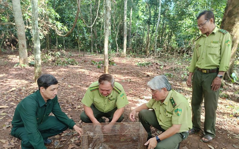 Bình Phước: Thả cá thể diều hoa Miến Điện về rừng tự nhiên