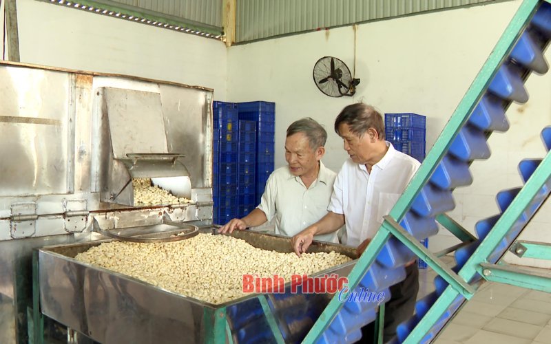 “Cây cao, bóng cả” tỏa mát cho đời