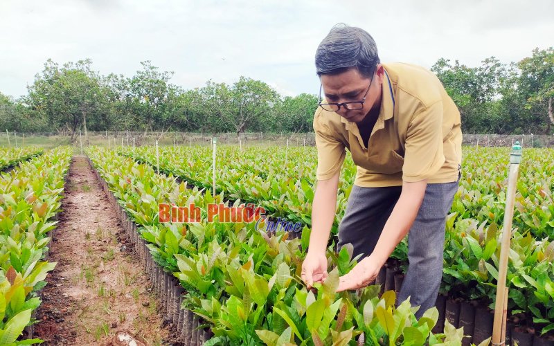 Giống điều H09 được Cục Trồng trọt công nhận đưa vào lưu hành