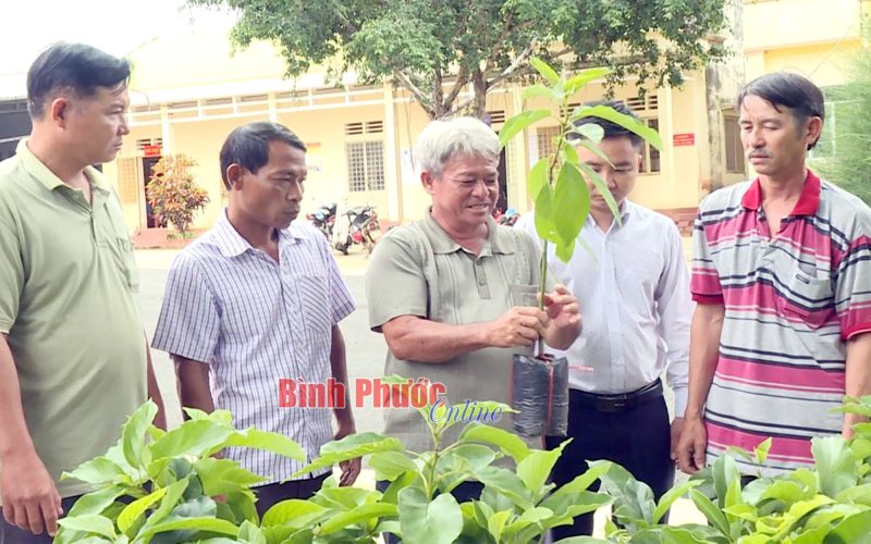 Hỗ trợ gần 2.000 cây bơ giống cho nông dân Bù Đăng