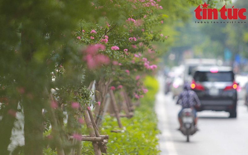 Hoa tường vi khoe sắc trên con đường từng được mệnh danh 'đẹp nhất Việt Nam'