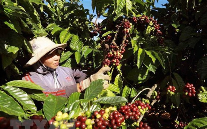 Làm thế nào để sản phẩm nông nghiệp nắm bắt cơ hội tại thị trường EU?