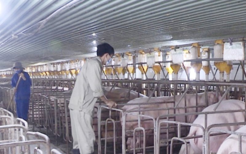 Lan toả mô hình nông nghiệp hữu cơ