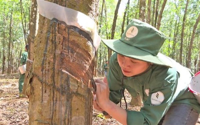 Lào và Việt Nam ký kết MOU nâng cao chất lượng cao su xuất khẩu