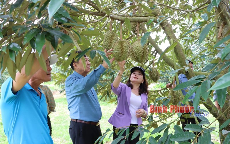 Liên kết để phát triển
