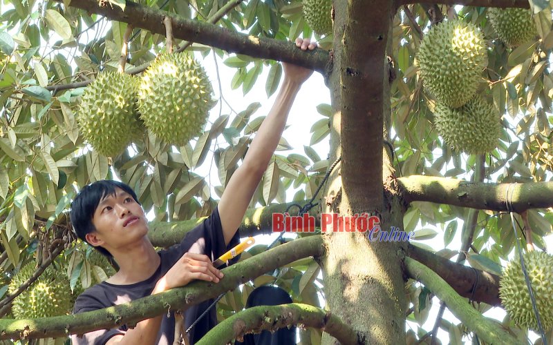 Nâng cao thương hiệu sầu riêng