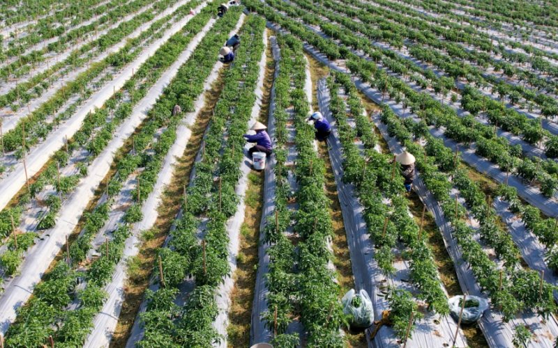 Tái cơ cấu nông nghiệp hiệu quả, bền vững