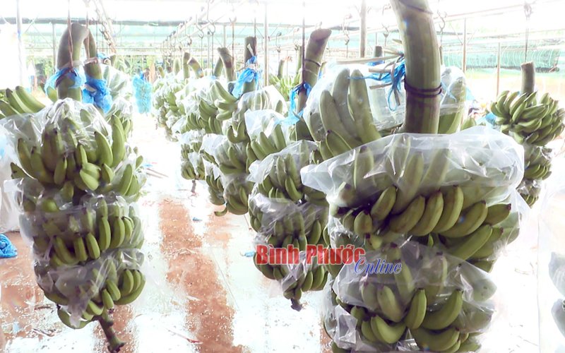 Tạm dừng dùng mã số vùng trồng nếu không đáp ứng yêu cầu nhập khẩu