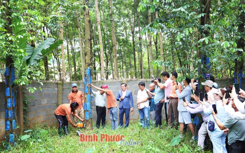 Tọa đàm về phát triển nông - lâm nghiệp xanh trên cây dó bầu