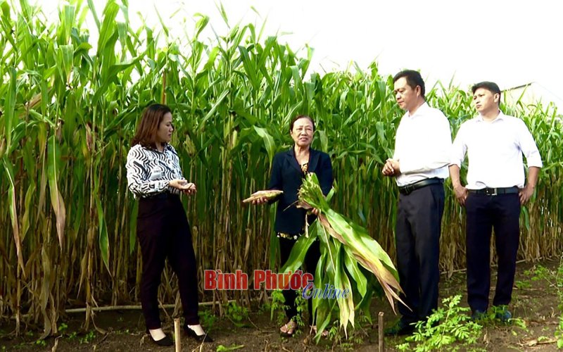 Triển vọng kinh tế từ cây bắp