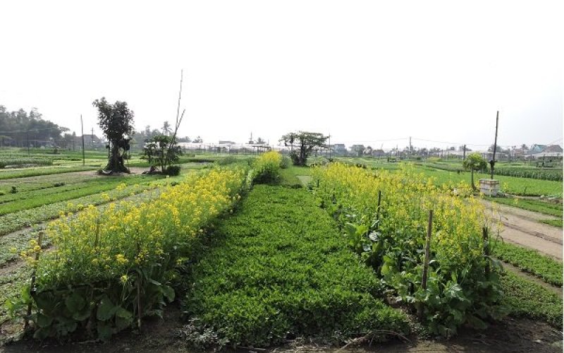 Vườn của má