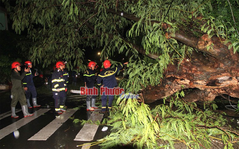 Xuyên đêm khắc phục cây xanh gãy đổ sau trận mưa giông ở Đồng Xoài