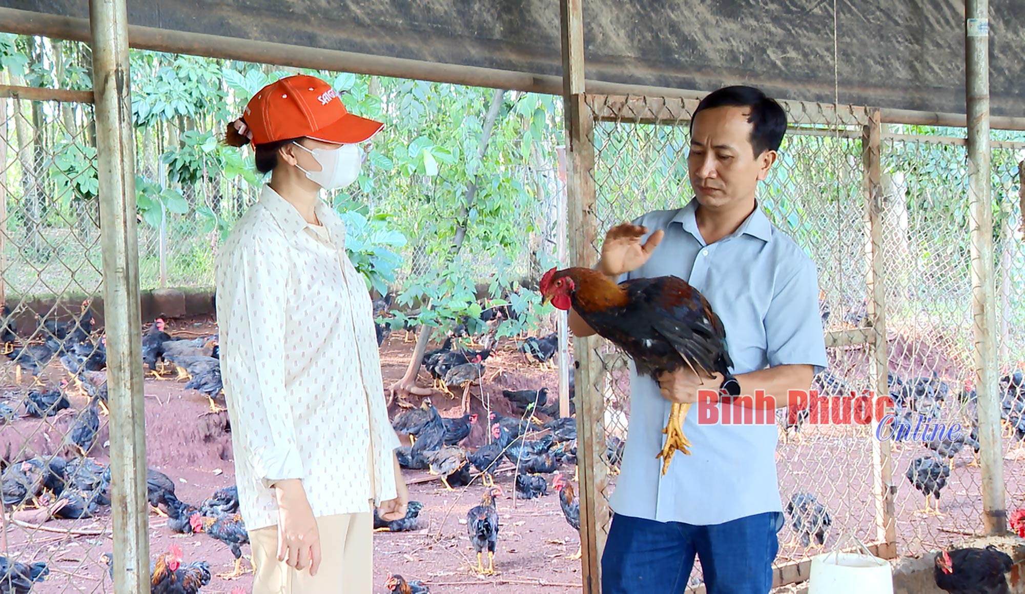 Giải pháp phát triển chăn nuôi an toàn