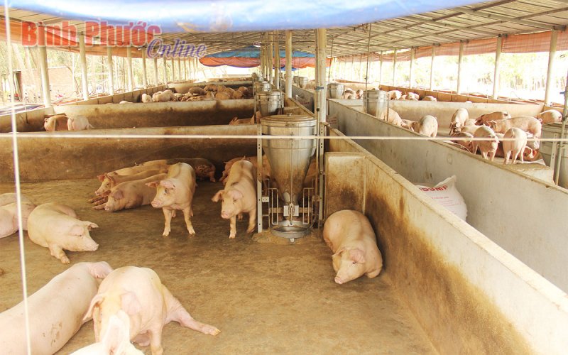Bình Phước có 176 cơ sở chăn nuôi lợn, gia cầm an toàn dịch bệnh