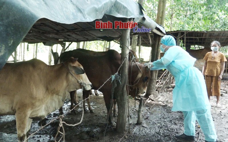 Công bố dịch bệnh viêm da nổi cục trên trâu, bò tại xã Quang Minh