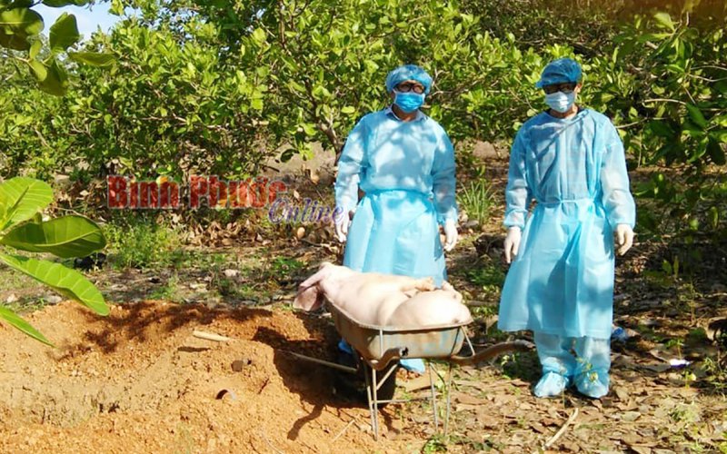 Đồng Phú công bố bệnh dịch tả lợn châu Phi và viêm da, nổi cục trâu, bò