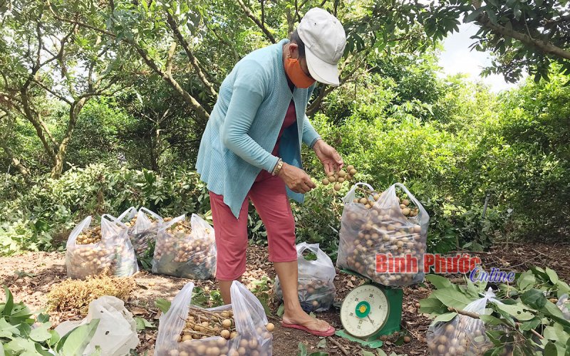 Hỗ trợ nông dân thu hoạch, tiêu thụ nhãn