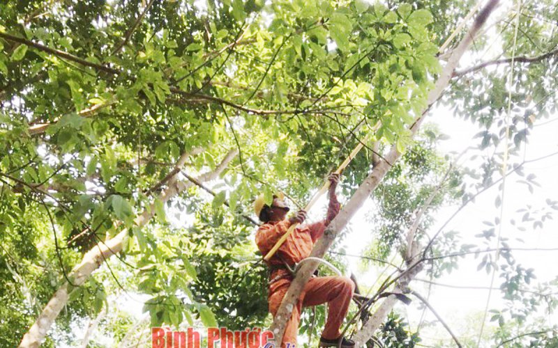 Khuyến cáo về tai nạn điện trong mùa mưa bão