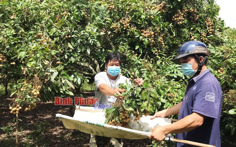 Lộc Ninh tìm đầu ra cho sản phẩm nông nghiệp trong tình hình dịch