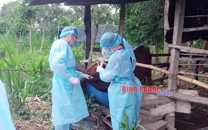 Lộc Ninh xử lý 19 ổ dịch bệnh viêm da, nổi cục trên đàn bò