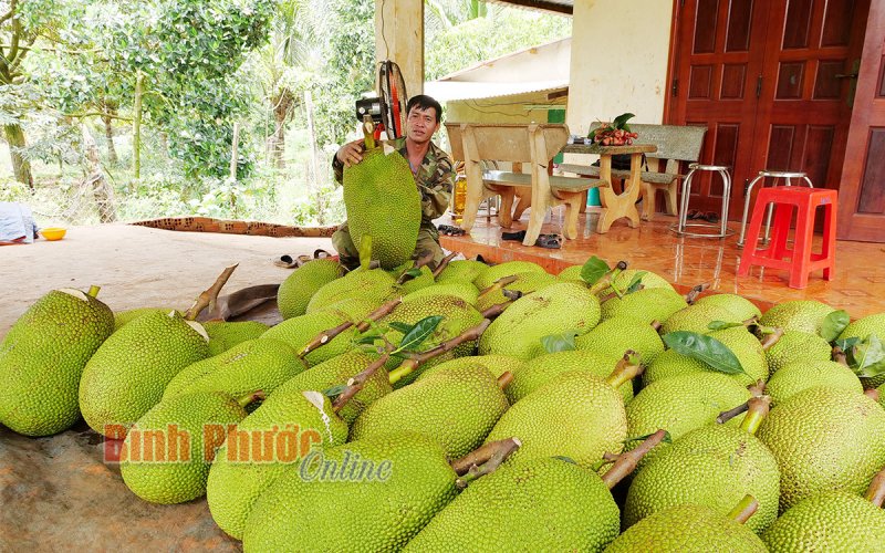 Nông nghiệp Bình Phước: Cần một sự thay đổi - Bài 2