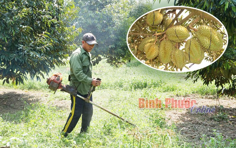 Nông nghiệp Bình Phước: Cần một sự thay đổi - Bài 5