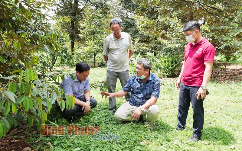 Nông nghiệp Bình Phước: Cần một sự thay đổi - Bài cuối