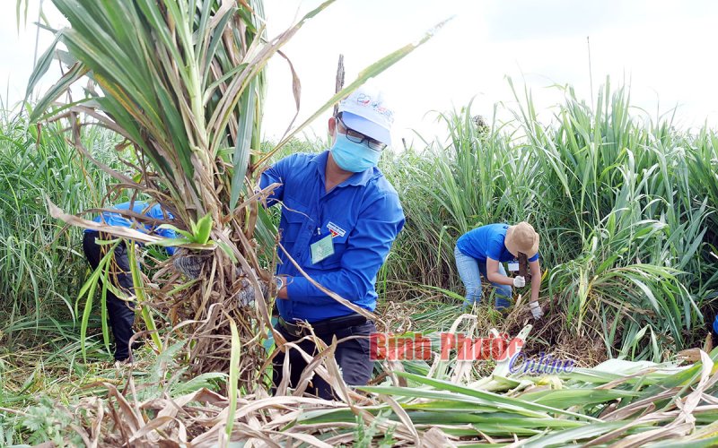 Sức trẻ lan tỏa hành động đẹp