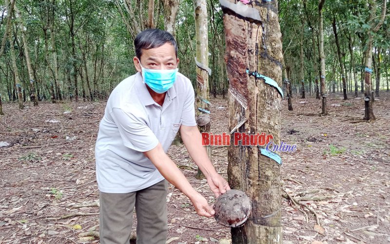 Tạm dừng khai thác cao su để phòng dịch hiệu quả