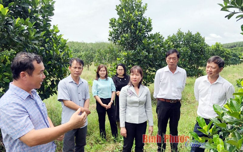 Bình Phước: Cần mở rộng liên kết để nâng chất hoạt động hợp tác xã