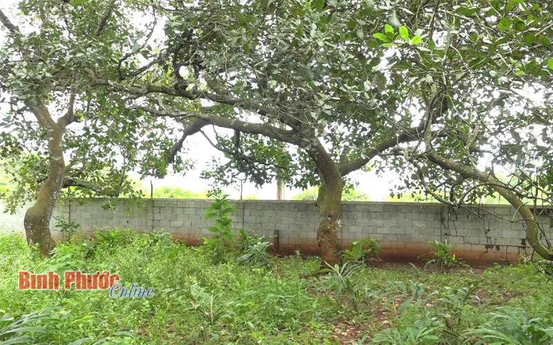 Bình Phước: Nam thanh niên tử vong trong tư thế treo cổ ở vườn điều