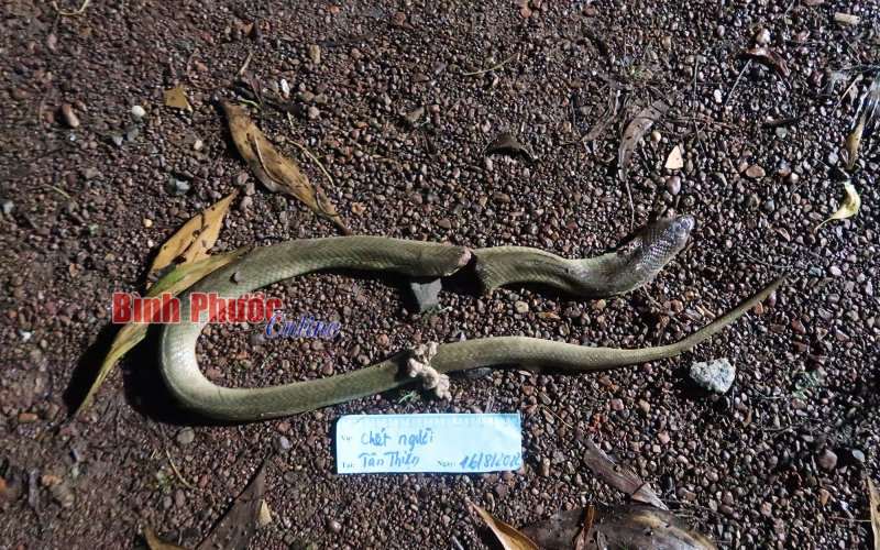 Bình Phước: Người đàn ông bị rắn độc cắn tử vong