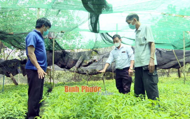 Cây dó bầu hồi sinh trên vùng đất Bù Gia Mập