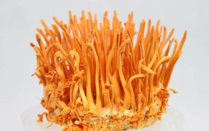 Đ&ocirc;ng tr&ugrave;ng hạ thảo b&aacute;n với gi&aacute; 'tr&ecirc;n trời' thực chất chỉ l&agrave; nhộng tr&ugrave;ng thảo?