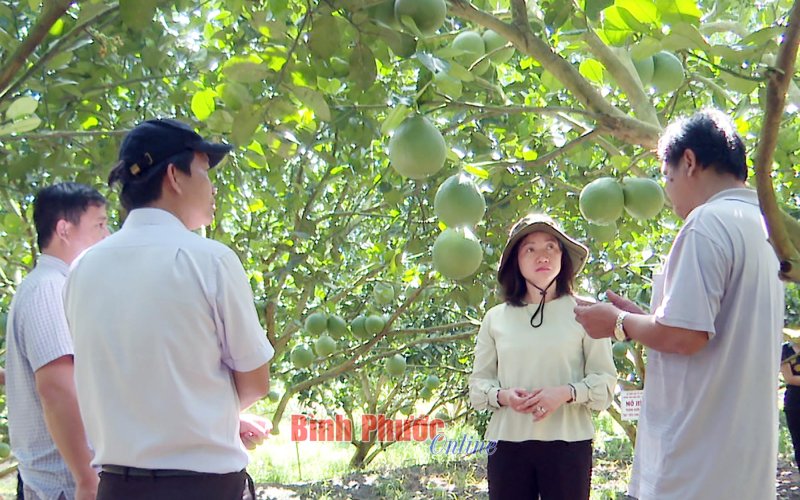 Đưa trái cây Bình Phước hướng ra “biển lớn”