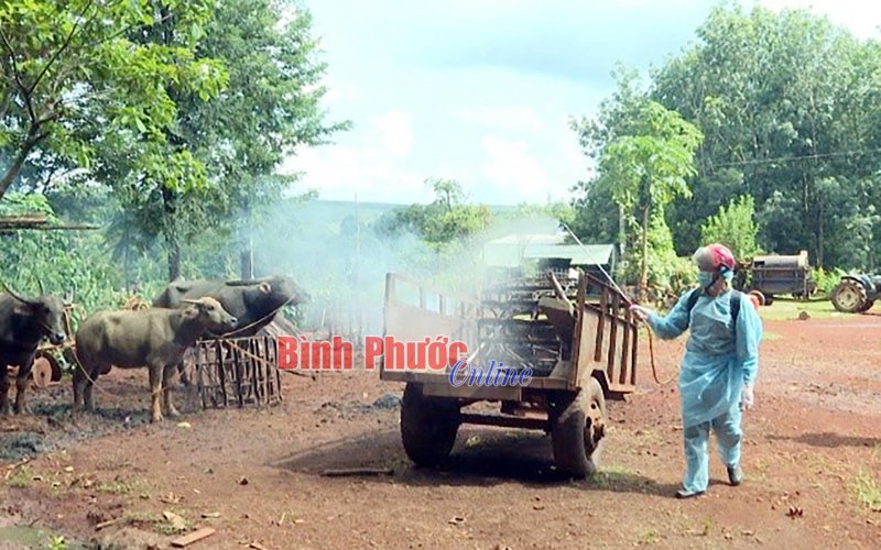 Không chủ quan với dịch bệnh trên gia súc